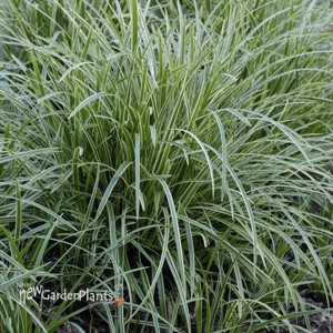 'Ice Dance' Carex Variegated Sedge