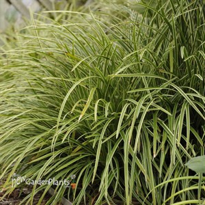 'Ice Dance' Carex Variegated Sedge