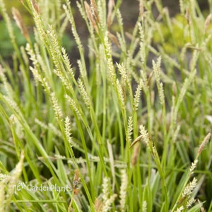 'Ice Dance' Carex Variegated Sedge