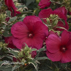 'Summer Carnival' Rose Mallow