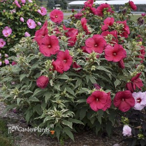 'Summer Carnival' Rose Mallow