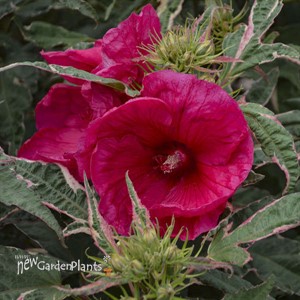'Summer Carnival' Rose Mallow