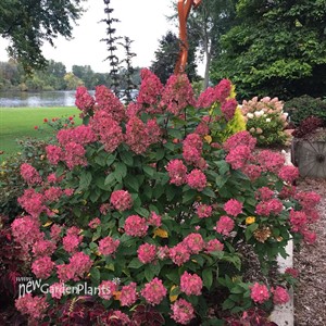Fire Light  Hydrangea