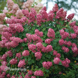 Fire Light  Hydrangea