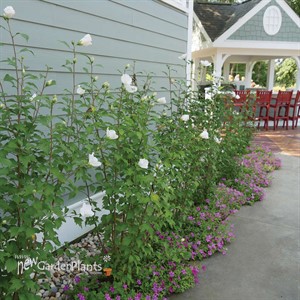 WHITE PILLAR® Rose of Sharon  HIbiscus