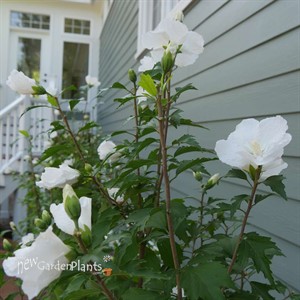 WHITE PILLAR® Rose of Sharon  HIbiscus