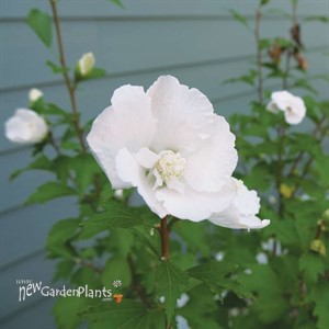 WHITE PILLAR® Rose of Sharon  HIbiscus