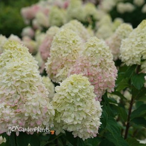 Hydrangea BOBO® - Panicle