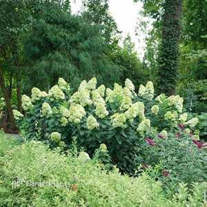Hydrangea BOBO® - Panicle