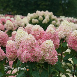 Hydrangea BOBO® - Panicle