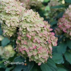 Hydrangea BOBO® - Panicle