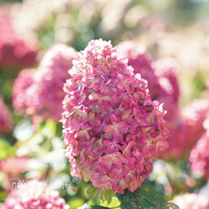 Hydrangea BOBO® - Panicle