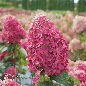 Hydrangea BOBO® - Panicle