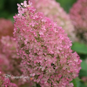 Hydrangea BOBO® - Panicle