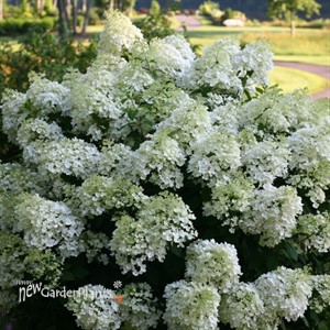Hydrangea BOBO® - Panicle