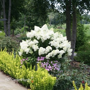 Hydrangea BOBO® - Panicle