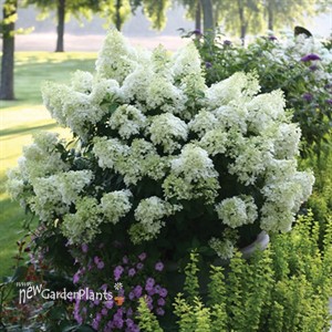 Hydrangea BOBO® - Panicle