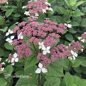 Invincibelle Lace™ Smooth hydrangea