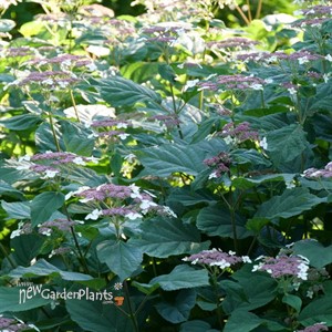 Invincibelle Lace™ Smooth hydrangea