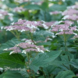 Invincibelle Lace™ Smooth hydrangea