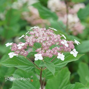 Invincibelle Lace™ Smooth hydrangea