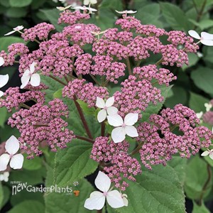 Invincibelle Lace™ Smooth hydrangea