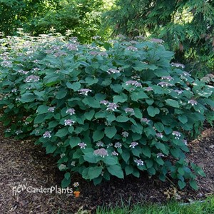 Invincibelle Lace™ Smooth hydrangea