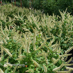 Fizzy Mizzy™ Sweetspire