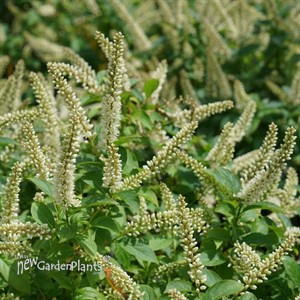 Fizzy Mizzy™ Sweetspire