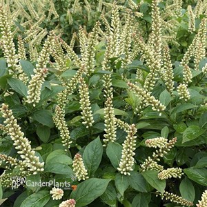 Fizzy Mizzy™ Sweetspire