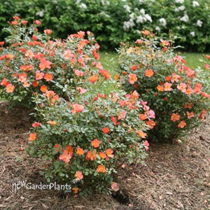 Oso Easy Hot Paprika® Landscape rose