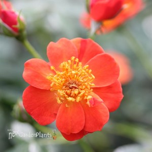 Oso Easy Hot Paprika® Landscape rose