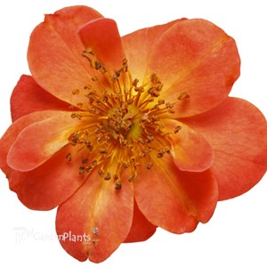 Oso Easy Hot Paprika® Landscape rose
