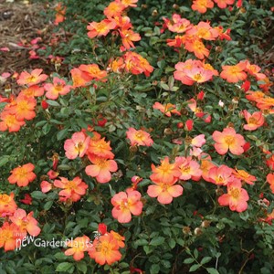 Oso Easy Hot Paprika® Landscape rose