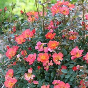 Oso Easy Hot Paprika® Landscape rose