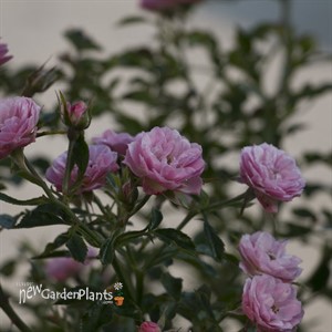 Oso Easy® Petit Pink Landscape Rose