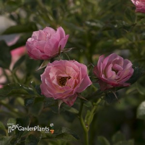 Oso Easy® Petit Pink Landscape Rose