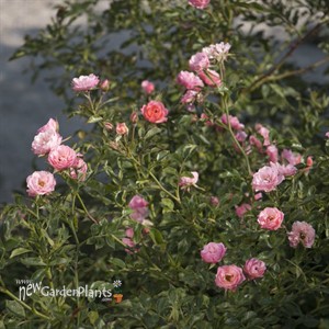 Oso Easy® Petit Pink Landscape Rose