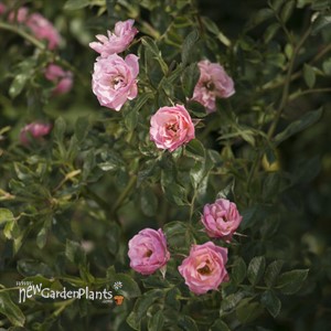 Oso Easy® Petit Pink Landscape Rose
