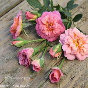 Oso Easy® Petit Pink Landscape Rose