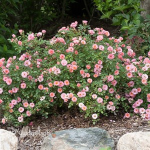 Oso Easy® Petit Pink Landscape Rose