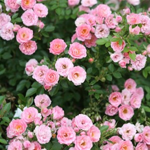 Oso Easy® Petit Pink Landscape Rose