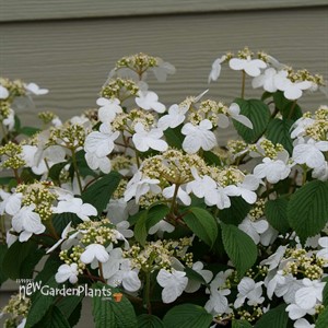 Steady Eddy™ Doublefile Viburnum