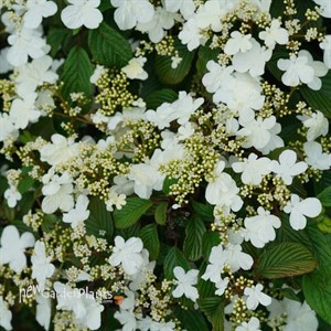 Steady Eddy™ Doublefile Viburnum