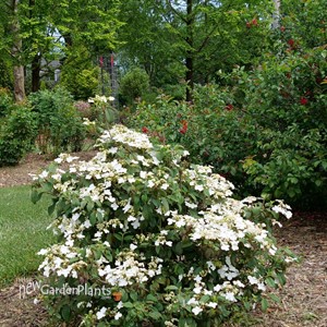 Steady Eddy™ Doublefile Viburnum