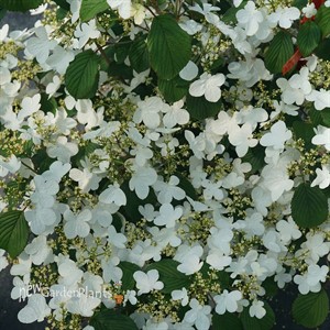 Steady Eddy™ Doublefile Viburnum
