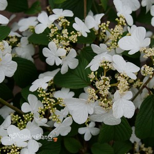 Steady Eddy™ Doublefile Viburnum