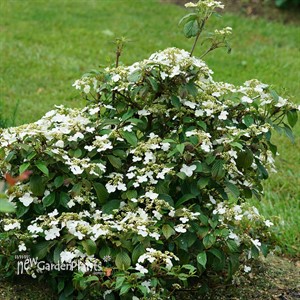 Steady Eddy™ Doublefile Viburnum