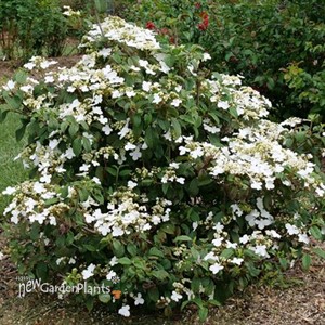 Steady Eddy™ Doublefile Viburnum
