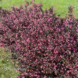 Very Fine Wine® Weigela florida